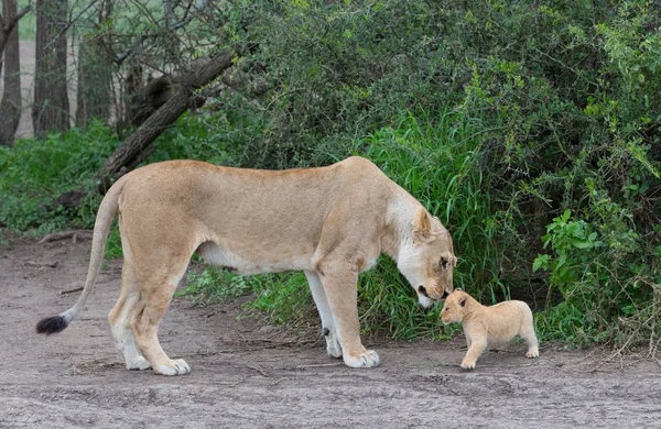 Leona Cachorro África Imagen Vida Silvestre —  Fotos de Stock