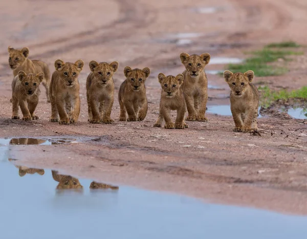 Filhotes Leões Caminhar África Imagem Vida Selvagem — Fotografia de Stock