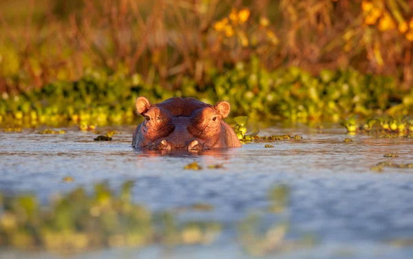 Nijlpaard Nam Natuurlijke Habitat — Stockfoto