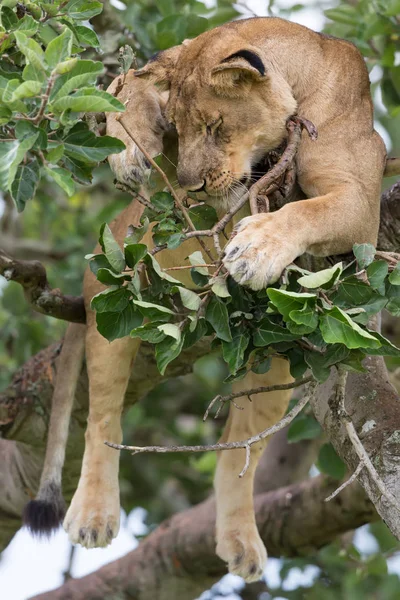 dişi aslan ağaç üzerinde rahatlatıcı kapatın. Milli Parkı, Afrika. 