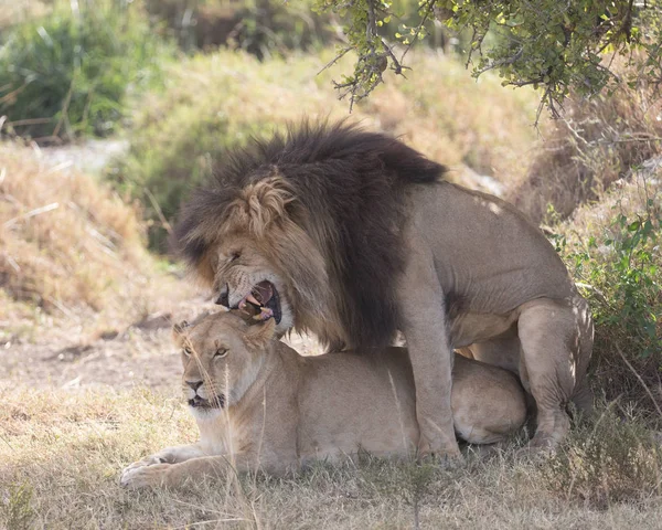 Singa Dan Singa Betina Savana Afrika — Stok Foto
