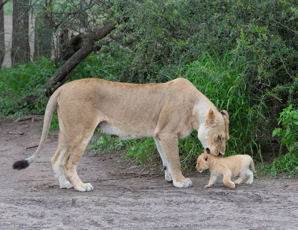 Leeuwin Haar Cub Afrika Foto Van Dieren Het Wild — Stockfoto