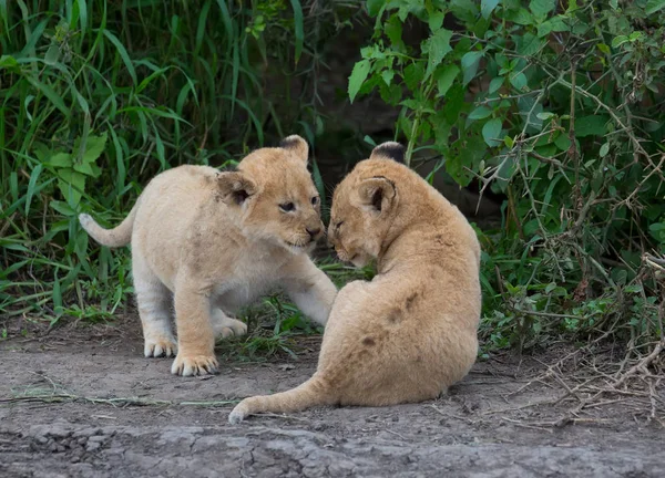 Löwenjungen Spielen Afrika Bild Der Tierwelt — Stockfoto