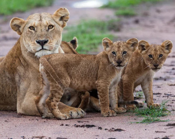 Lejoninna Med Hennes Ungar Afrika Bild Wildlife — Stockfoto