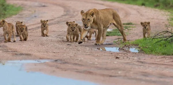 Leona Con Cachorros África Imagen Vida Silvestre —  Fotos de Stock