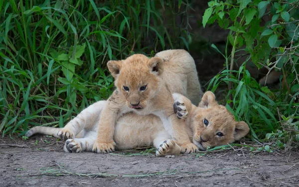 Welpen Van Spelen Afrika Leeuw Foto Van Dieren Het Wild — Stockfoto