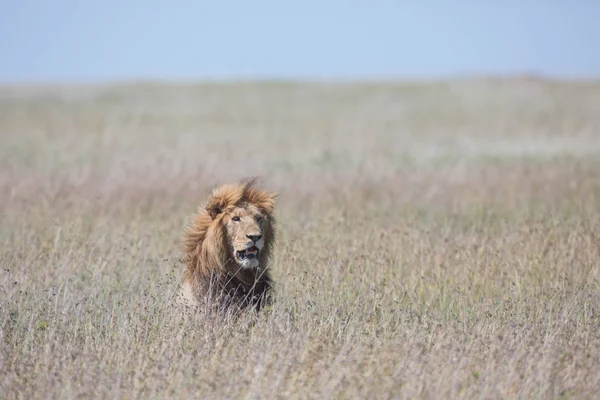 Foto Del León Macho Imagen Vida Silvestre Tanzania — Foto de Stock