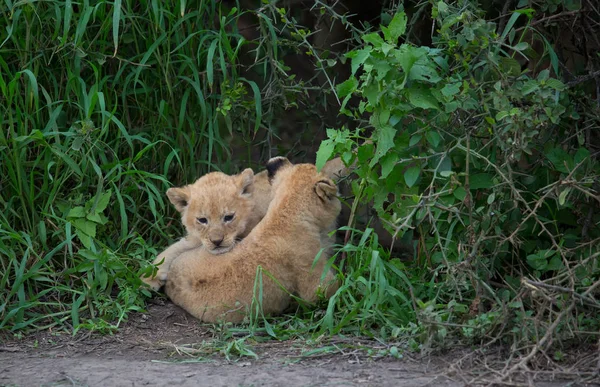 Årsungar Lion Spelar Afrika Bild Wildlife — Stockfoto