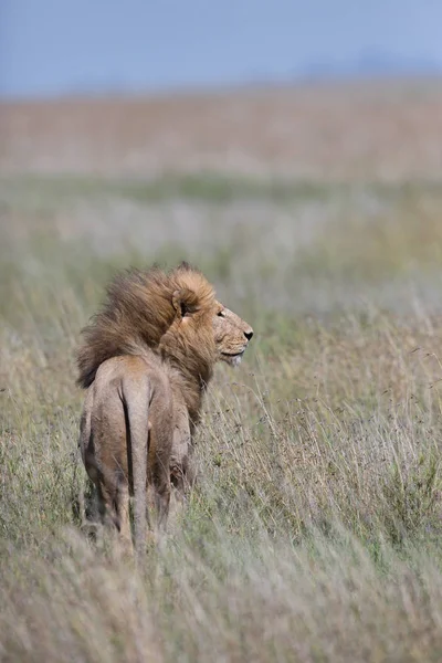 Obraz Samiec Lwa Obraz Przyrody Tanzania — Zdjęcie stockowe