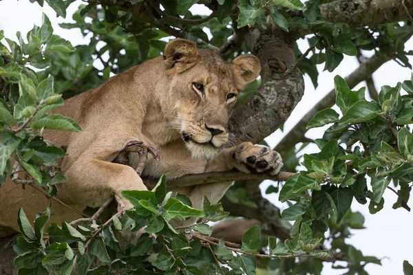 Lioness Träd Närbild Nationalpark Afrika — Stockfoto
