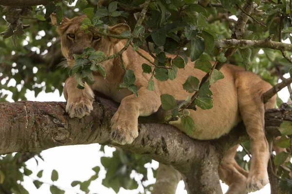 Ağaçta, dişi aslan kapatın. Milli Parkı, Afrika. 
