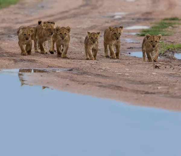 歩くと アフリカのライオンのカブス 野生動物の写真 — ストック写真