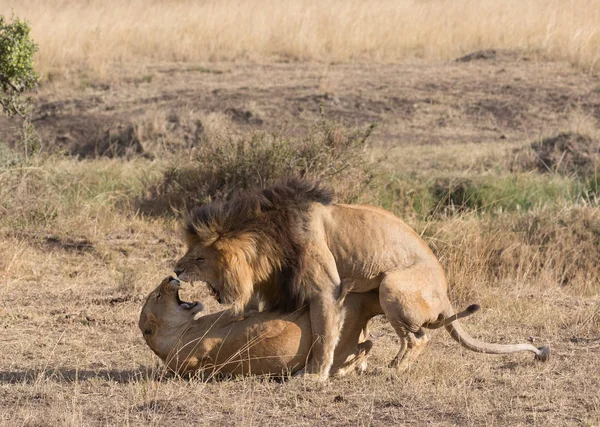 Löwe Und Löwin Der Savanne Afrika Tierwelt — Stockfoto