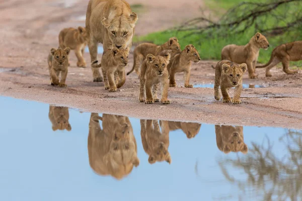 Lioness Cubs Africa Picture Wildlife — Stock Photo, Image