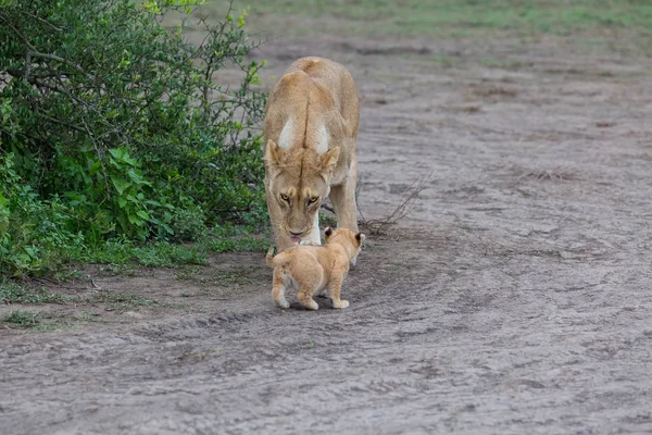 Leeuwin Haar Cub Afrika Foto Van Dieren Het Wild — Stockfoto