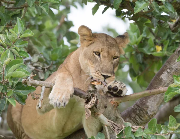 Ağaçta, dişi aslan kapatın. Milli Parkı, Afrika. 