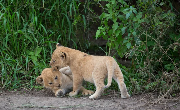 Welpen Van Spelen Afrika Leeuw Foto Van Dieren Het Wild — Stockfoto