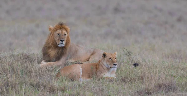 野生动物 非洲大草原上的狮子和母狮 — 图库照片