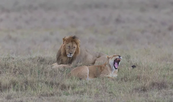 Dieren Het Wild Leeuw Leeuwin Savanne Afrika — Stockfoto