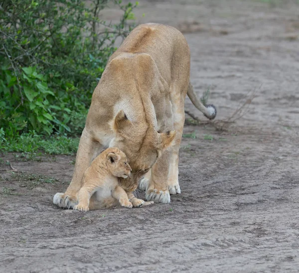 Lwica Jej Cub Afryce Obraz Przyrody — Zdjęcie stockowe