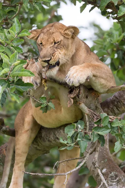 Lwica Relaksując Się Drzewo Bliska National Park Afryka — Zdjęcie stockowe