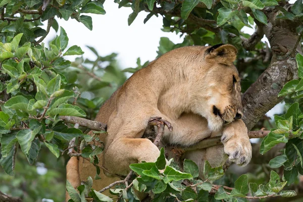 Ağaçta, dişi aslan kapatın. Milli Parkı, Afrika. 