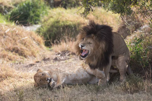 Löwe Und Löwin Der Savanne Afrika — Stockfoto