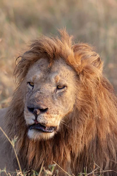 Image Lion Image Faune Tanzanie — Photo