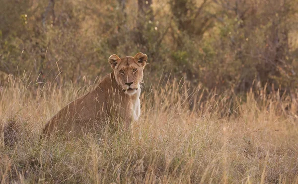 Savana, Afrika içinde dişi aslan. Dişi aslan Afrika savana gidiyor. Yaban hayatı iyi resmi vardır. 