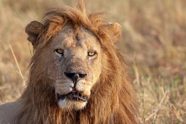 Aslan Resmini Yaban Hayatı Resim Tanzanya — Stok fotoğraf