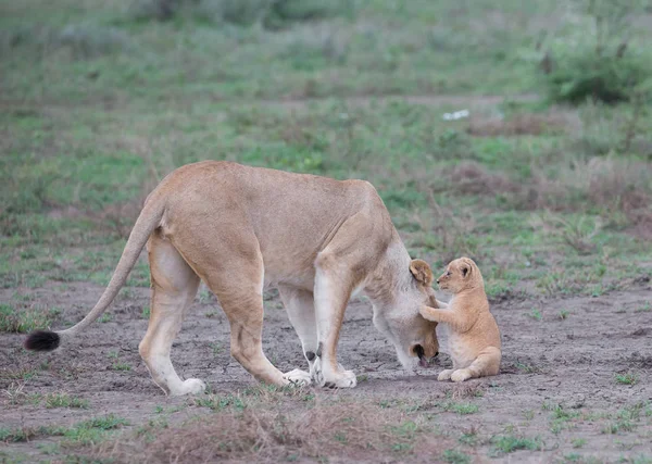 Lionne Son Petit Afrique Image Faune — Photo