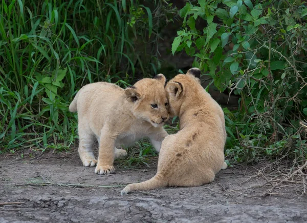 Welpen Van Spelen Afrika Leeuw Foto Van Dieren Het Wild — Stockfoto