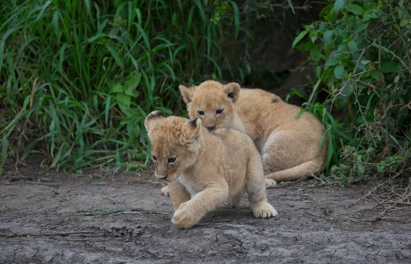 Mláďata Lva Hrát Afrika Obrázek Přírody — Stock fotografie