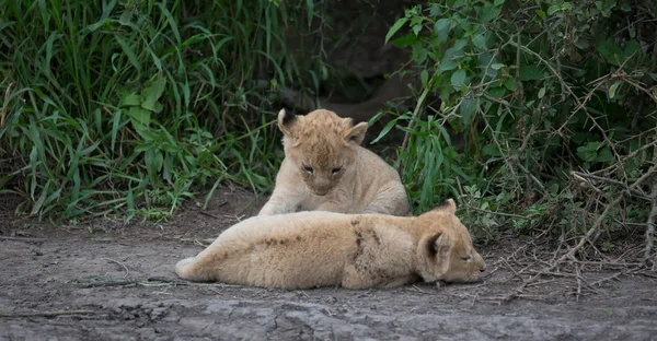 Cubs Lion Playing Africa Picture Wildlife — Stock Photo, Image