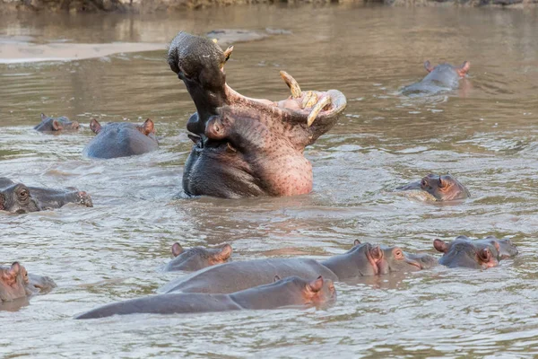 自然の生息地でカバを取った — ストック写真