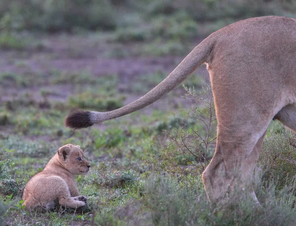 Λέαινα Και Cub Της Στην Αφρική Εικόνα Της Άγριας Ζωής — Φωτογραφία Αρχείου