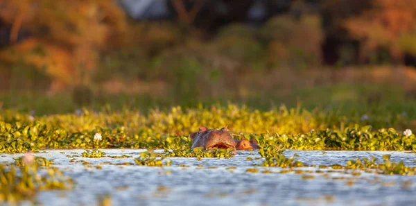  su aygırı doğal ortamında aldı.