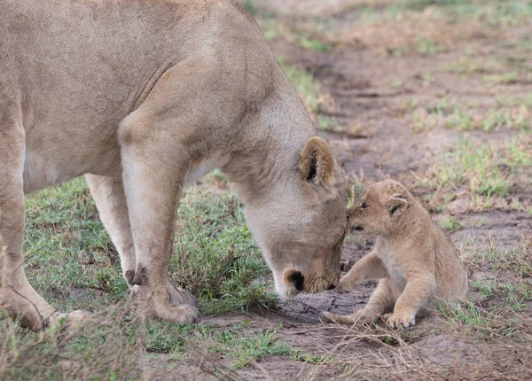 Leona Cachorro África Imagen Vida Silvestre —  Fotos de Stock