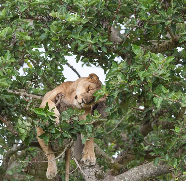 Milli Parkı, Afrika. dişi aslan ağaç üzerinde rahatlatıcı