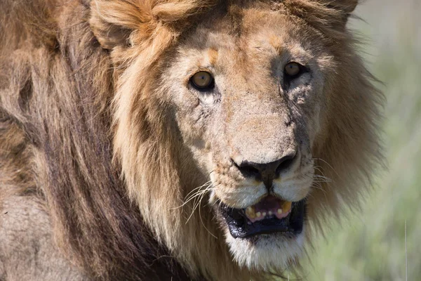 Foto Van Mannelijke Leeuw Foto Van Dieren Het Wild Tanzania — Stockfoto