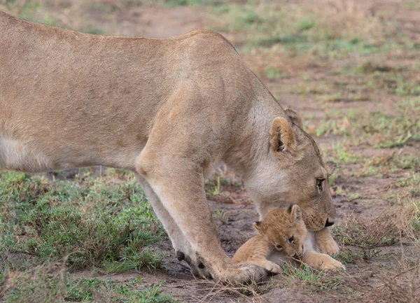 Λέαινα Και Cub Της Στην Αφρική Εικόνα Της Άγριας Ζωής — Φωτογραφία Αρχείου