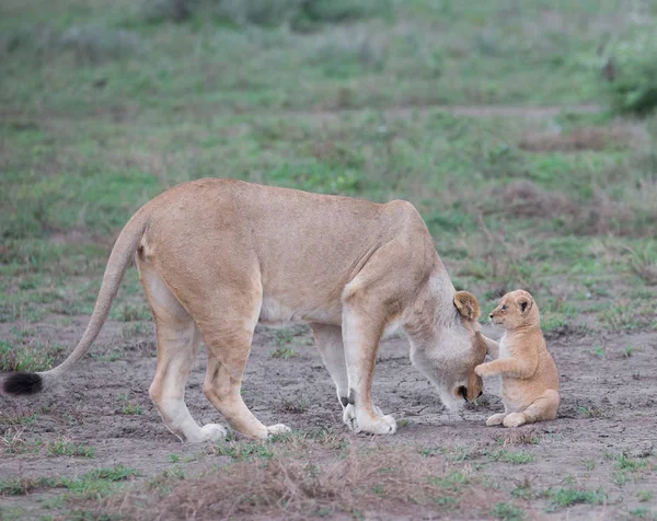 ライオンとアフリカの彼女のカブ 野生動物の写真 — ストック写真