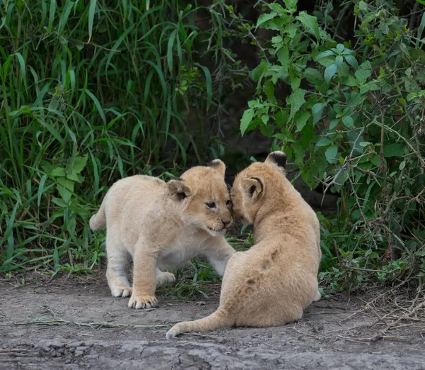 Cachorros León Jugando África Imagen Vida Silvestre —  Fotos de Stock