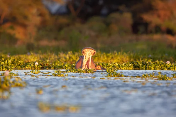  su aygırı doğal ortamında aldı.