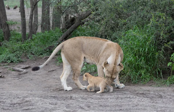 Λέαινα Και Cub Της Στην Αφρική Εικόνα Της Άγριας Ζωής — Φωτογραφία Αρχείου