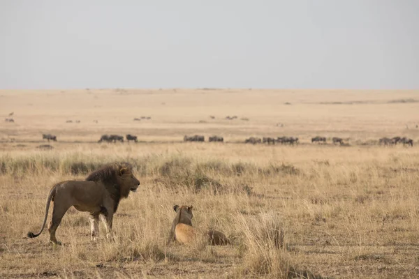 León Leona Sabana África Vida Silvestre —  Fotos de Stock