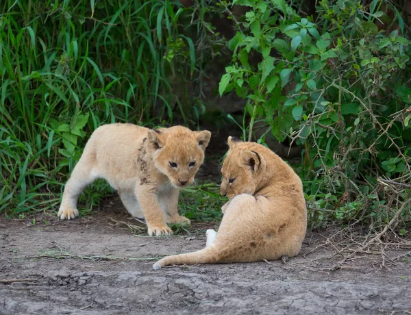 oynarken, Afrika aslan yavruları. yaban hayatı resim. 
