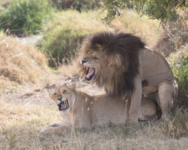 León Leona Savanna África —  Fotos de Stock