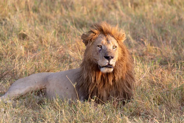 Aslan Resmini Yaban Hayatı Resim Tanzanya — Stok fotoğraf