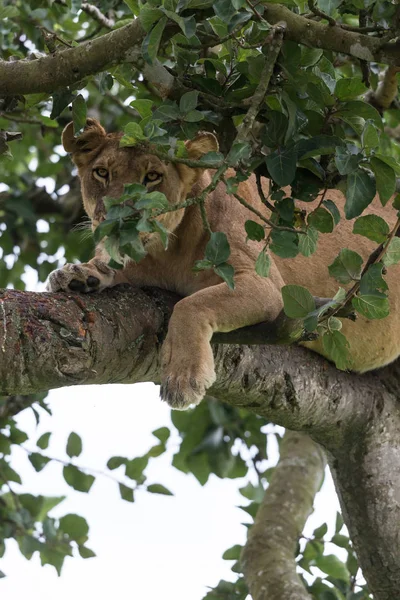 Milli Parkı, Afrika. dişi aslan ağaç üzerinde rahatlatıcı